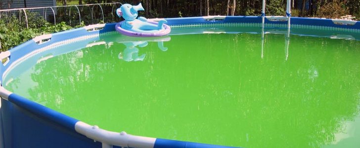 зеленеет вода, почему зеленеет вода, зеленеет вода в бассейне, почему вода в бутылке зеленеет, вода из скважины зеленеет